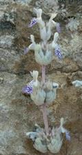 Nepeta glomerulosa